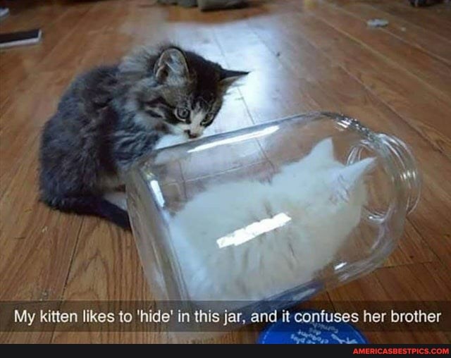 My kitten likes to 'hide' in this jar, and it confuses her brother