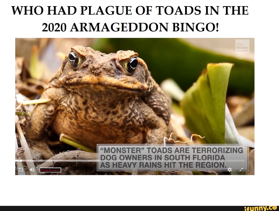 WHO HAD PLAGUE OF TOADS IN THE
2020 ARMAGEDDON BINGO!
"MONSTER" TOADS ARE TERRORIZING DOG OWNERS IN SOUTH FLORIDA