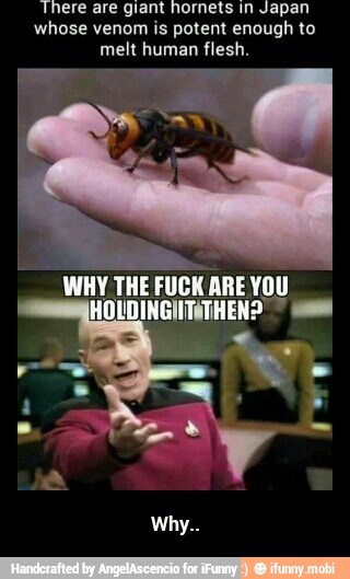 'There are giant hornets in Japan
whose venom is potent enough to
melt human flesh. - Why..