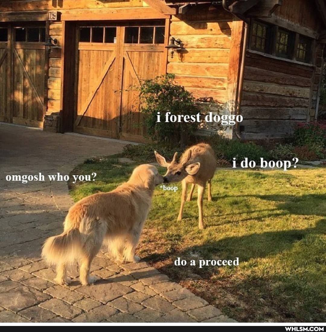 i forest doggo
ide boap? omegosh who veu?
dea procecd