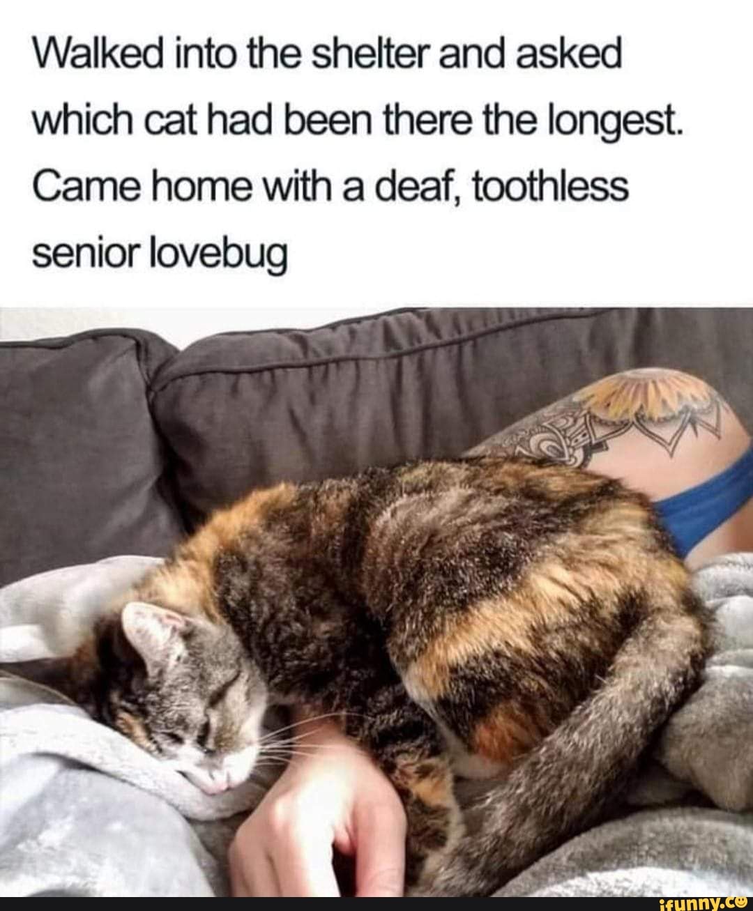 Walked into the shelter and asked which cat had been there the longest.
Came home with a deaf, toothless senior lovebug