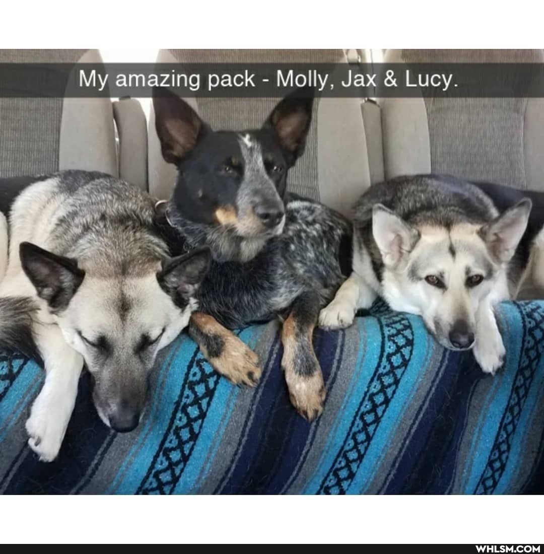 My amazing pack - Molly, Jax & Lucy.