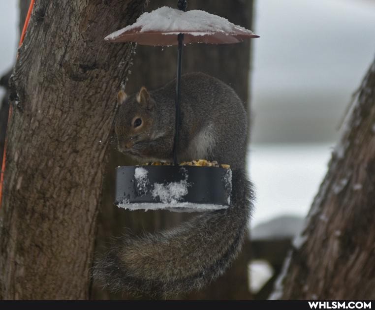 squirrel, not_pornography, squirrels_are_the_devils_oven_mitts, lockdownrecipes