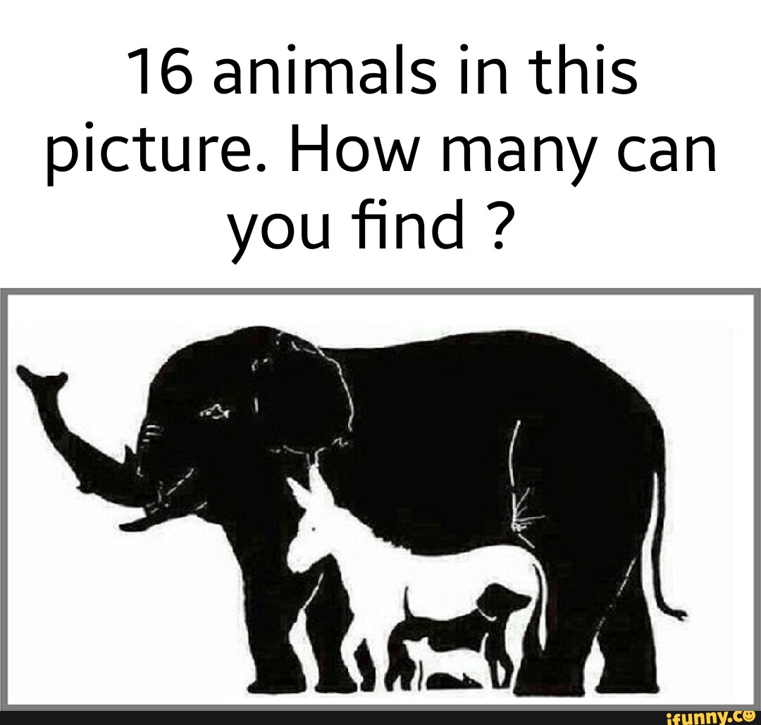 16 animals in this picture. How many can you find ? - iFunny