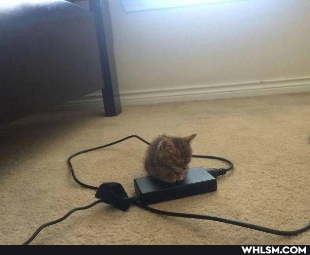 cat, aww
