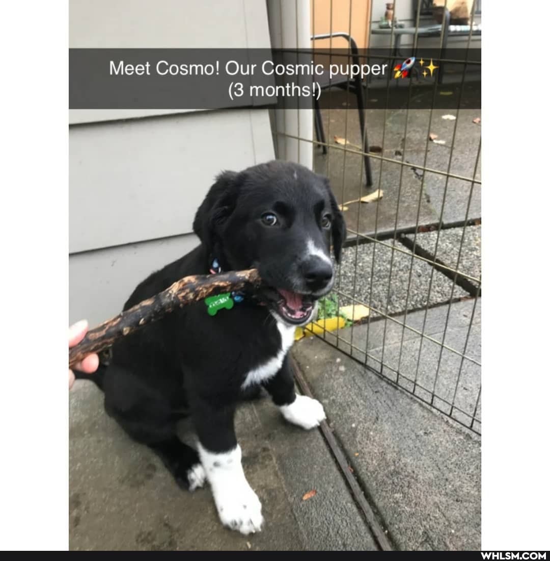 Meet Cosmo! Our Cosmic pupper
(3 months!)
