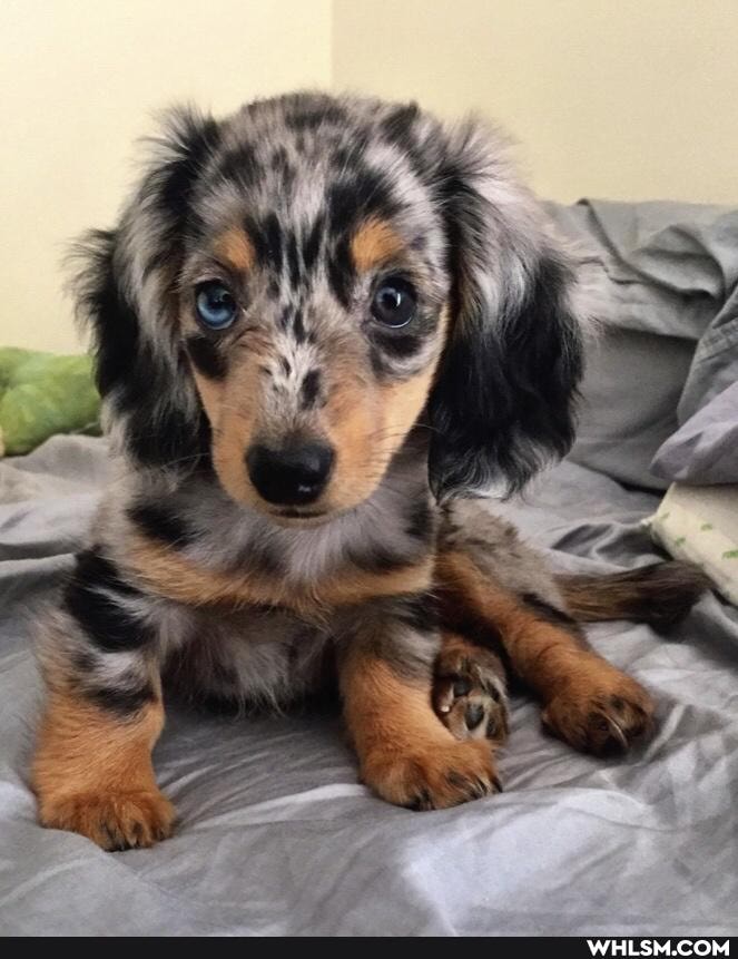 dachshund, dog, awesome, puppy