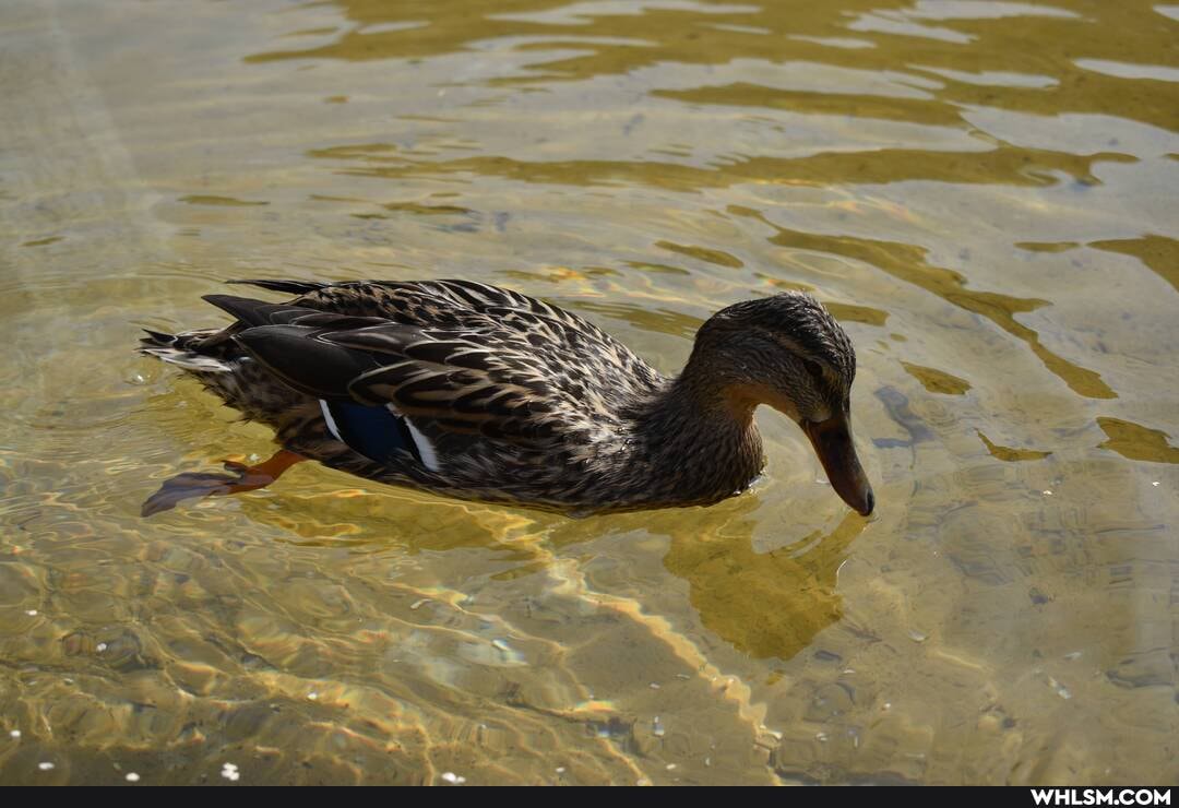 duck, water, nikond3500, real_ducks