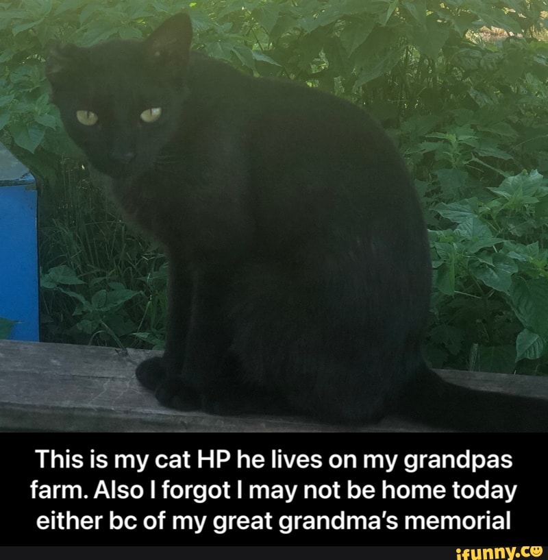 This is my cat HP he lives on my grandpas farm. Also forgot I may not be home today either bc of my great grandma's memorial - This is my cat HP he lives on my grandpas farm. Also I forgot I may not be home today either bc of my great grandma’s memorial