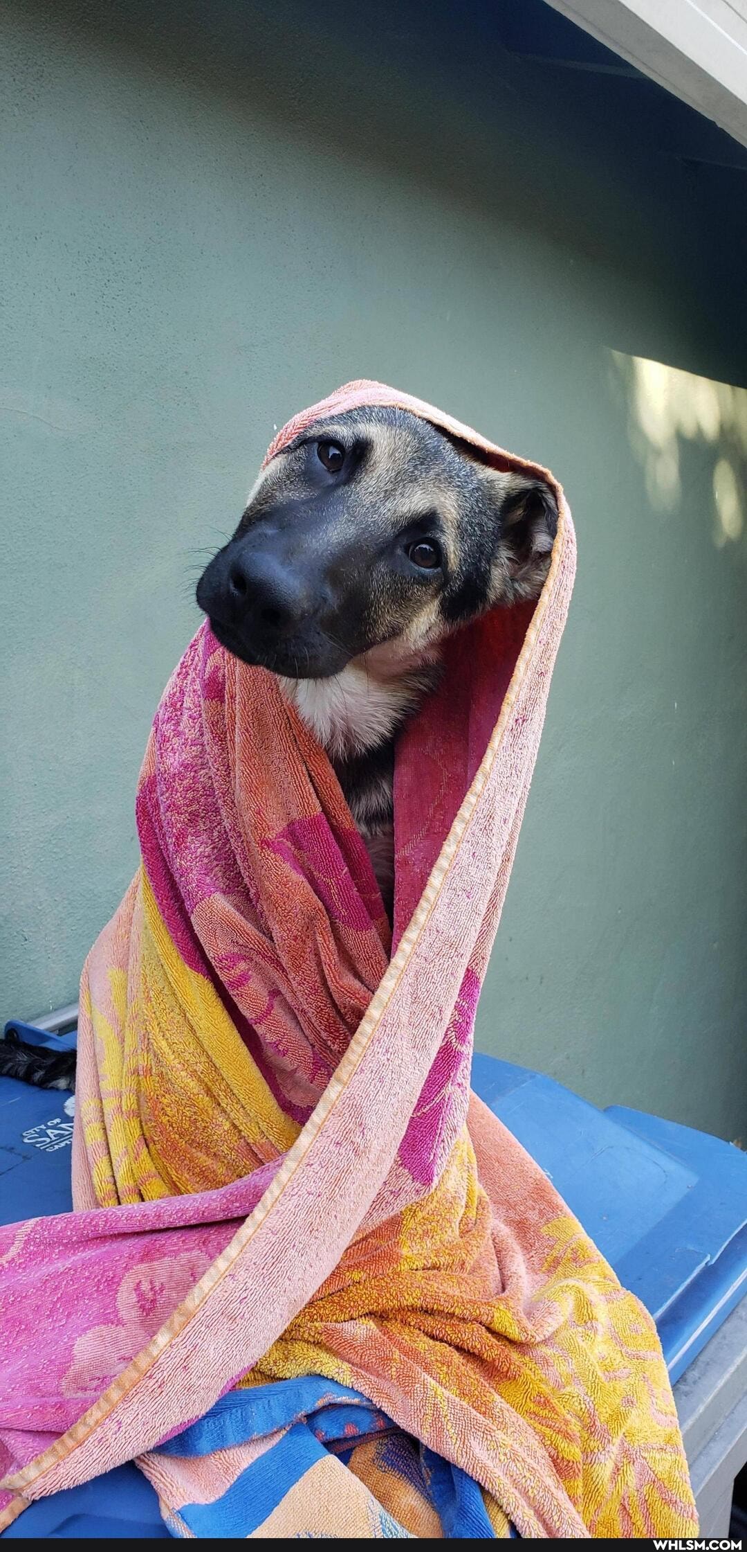 pet_tax, gsd, puppy, baby_animals