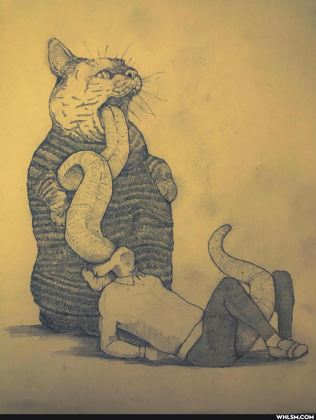 funny, cat, cats, caturday