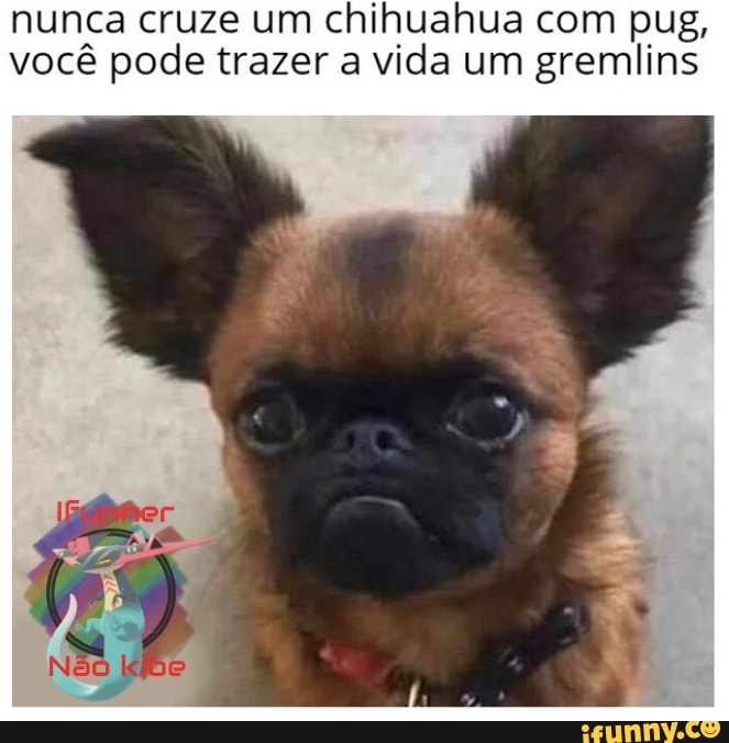 nunca cruze um chihuahua com pug,
vocé pode trazer a vida um gremlins