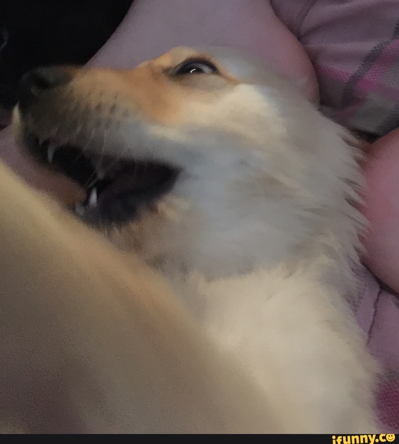 tumblr, dog, puppy, goldenretriever