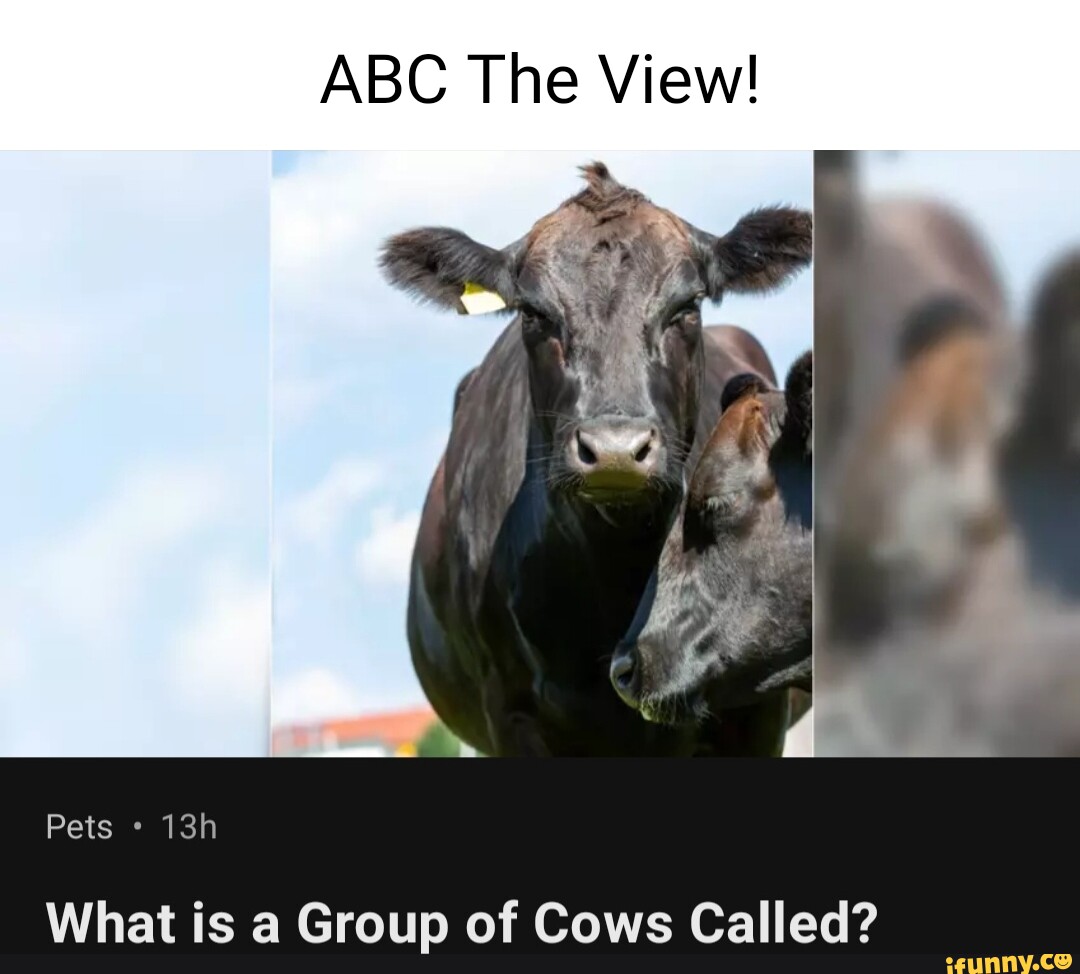 ABC The View! Pets What is a Group of Cows Called? seo.title