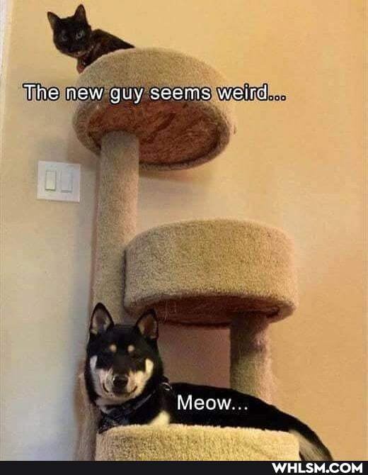 The new guy seems weird.
Meow