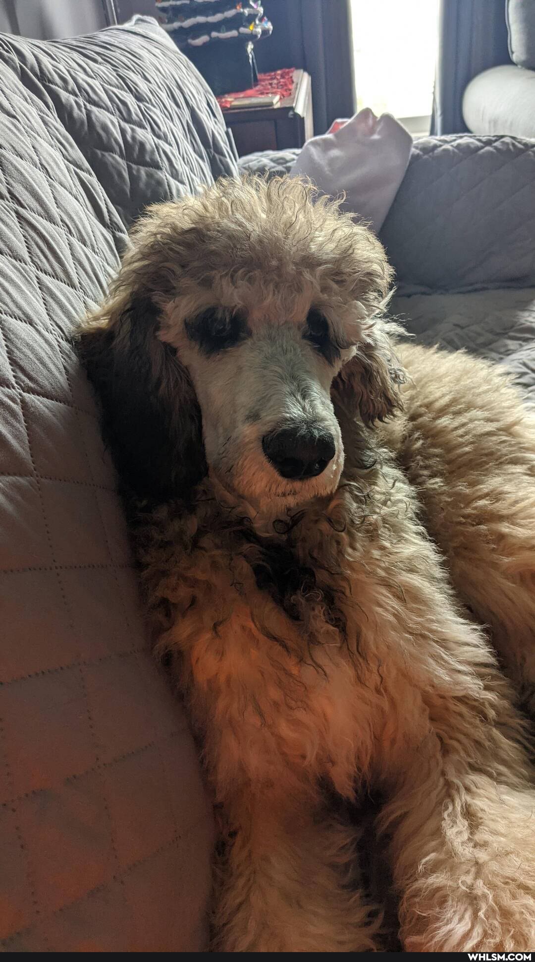 dog, aww, pets, cute_animal
