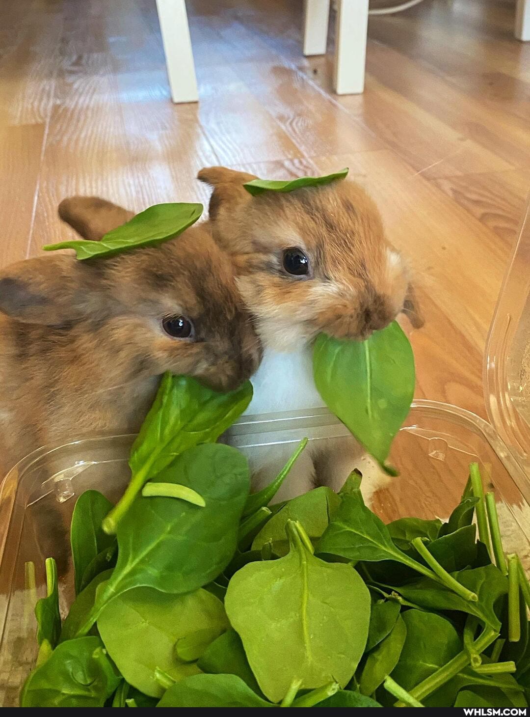 bunny, baby_animals, cute_animal, wholesome