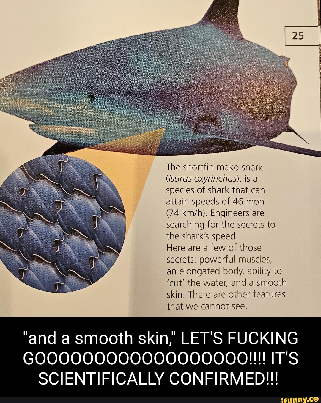 The shortfin mako shark (Isurus oxyrinchus), is a species of shark that