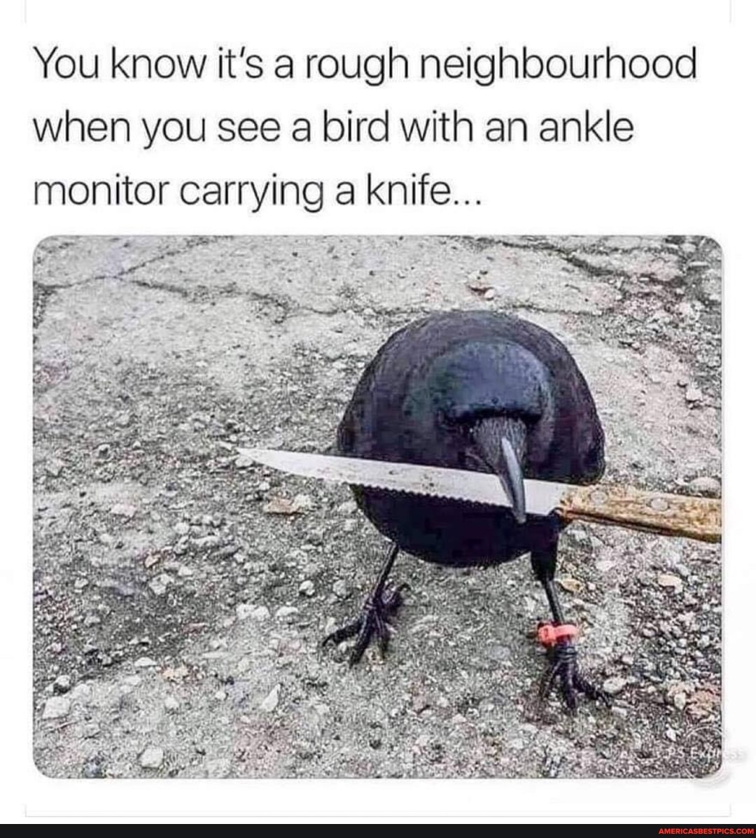 You know it's a rough neighbourhood when you see a bird with an ankle monitor carrying a knife...