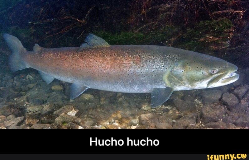 Hucho hucho - Hucho hucho