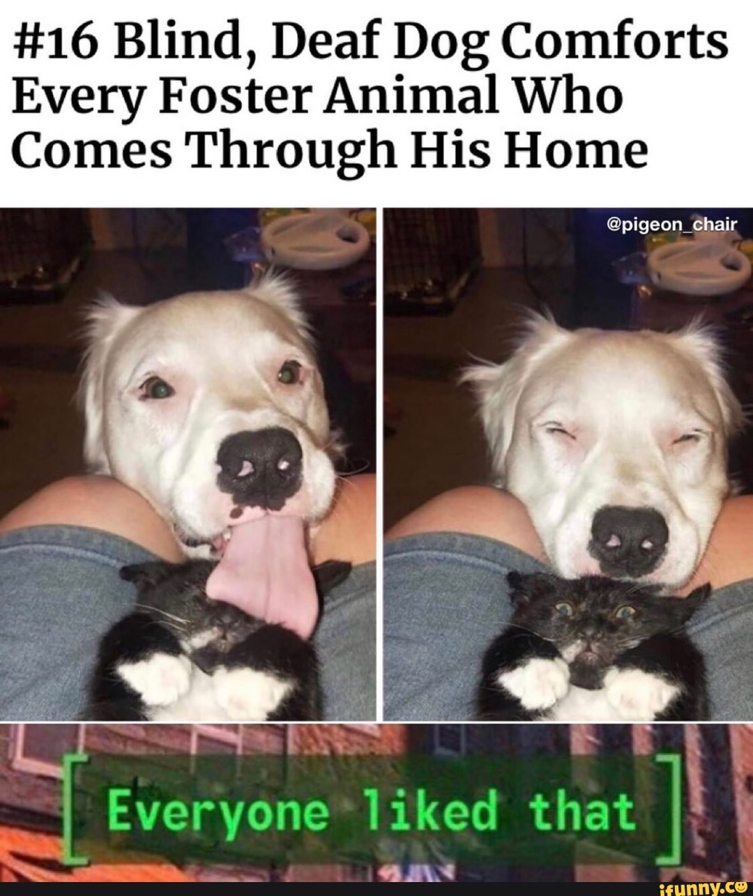 #16 Blind, Deaf Dog Comforts
Every Foster Animal Who
Comes Through His Home
44
@pigeon_chair
liked that