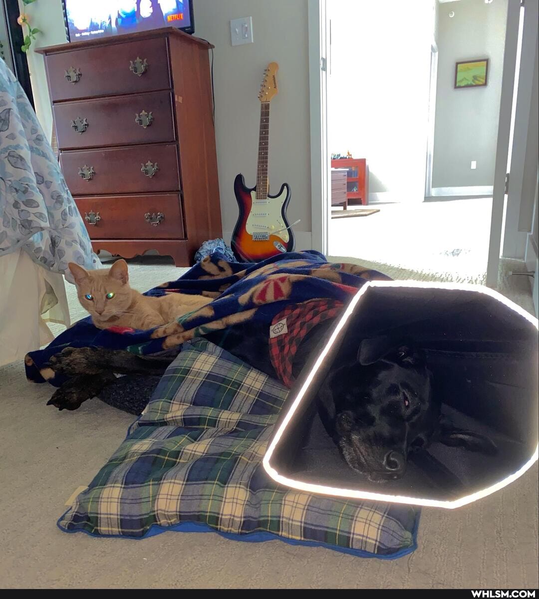 dog, cat