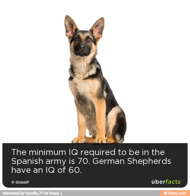 Artes
The minimum IQ required to be in the
Spanish army is 70. German Shepherds
have an IQ of 60.