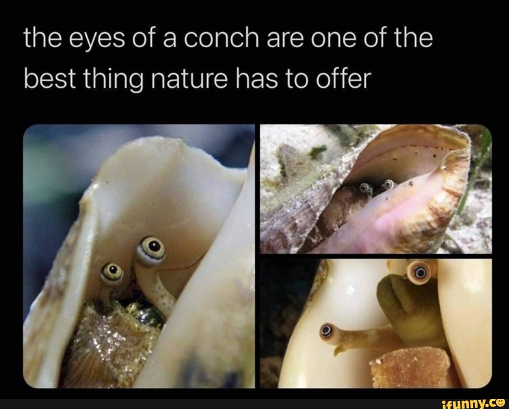 The eyes of a conch are one of the best thing nature has to offer iFunny