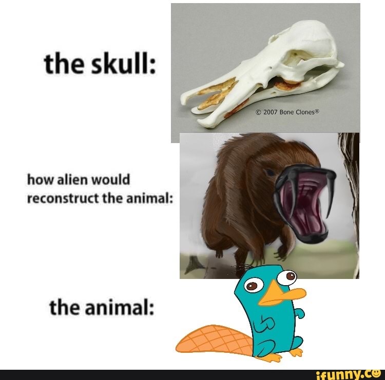 How alien would reconstruct the animal: - iFunny