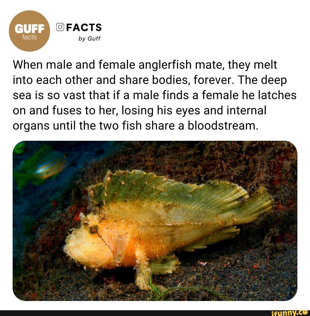 FACTS by Guff When male and female anglerfish mate, they melt into each