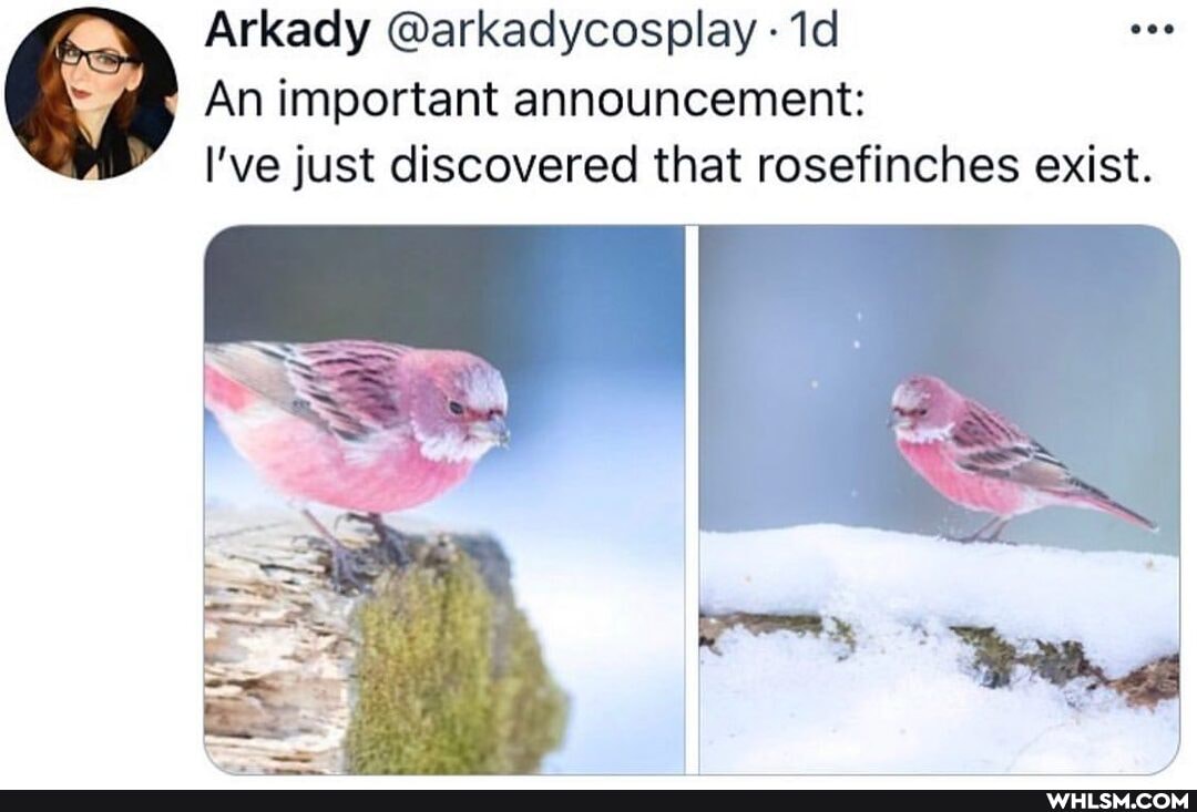 Arkady @arkadycosplay
An important announcement:
I've just discovered that rosefinches exist.