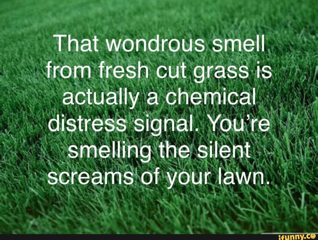 That wondrous smell from fresh cut grass is actually a chemical