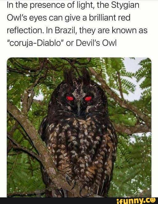 In the presence of light, the Stygian
Owl's eyes can give a brilliant red reflection. In Brazil, they are known as
"coruja-Diablo" or Devil's Owl