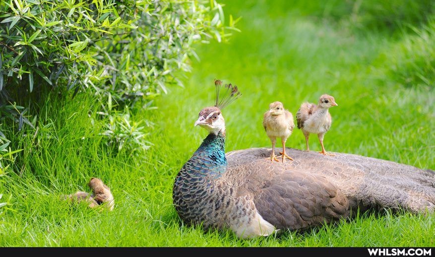 nature, colors, birds, beautiful
