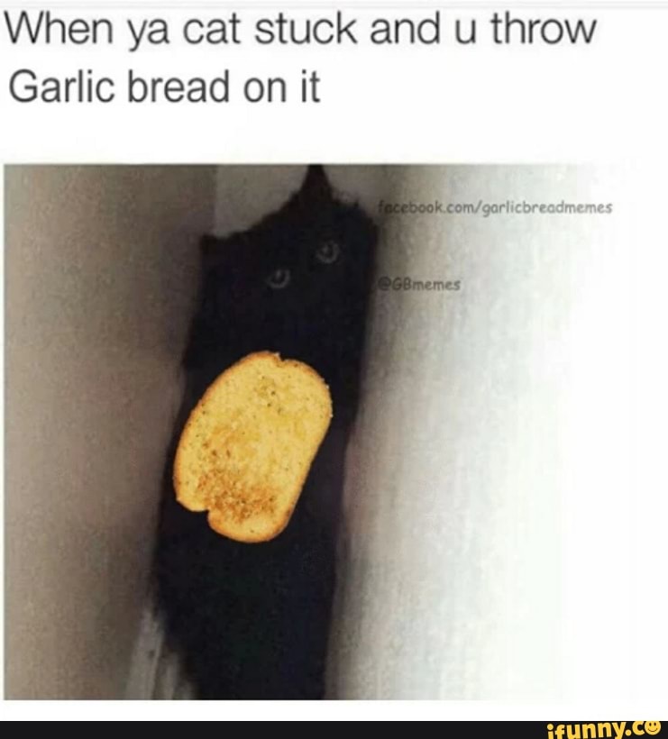 garlic bread cat