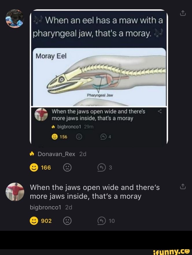 When eel has with pharyngeal jaw, that's a moray. Moray Eel more jaws