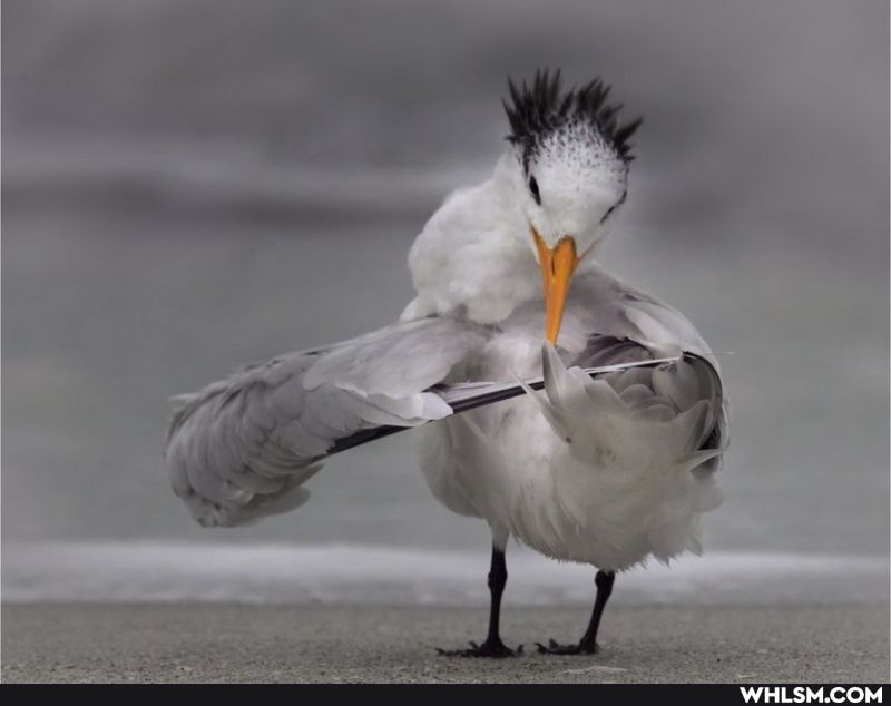 funny, photography