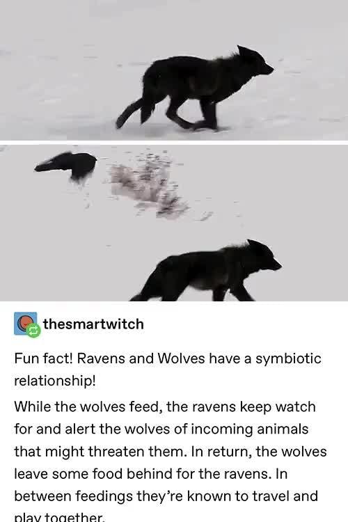 Fun fact! Ravens and Wolves have a symbiotic relationship! WhHe the ...