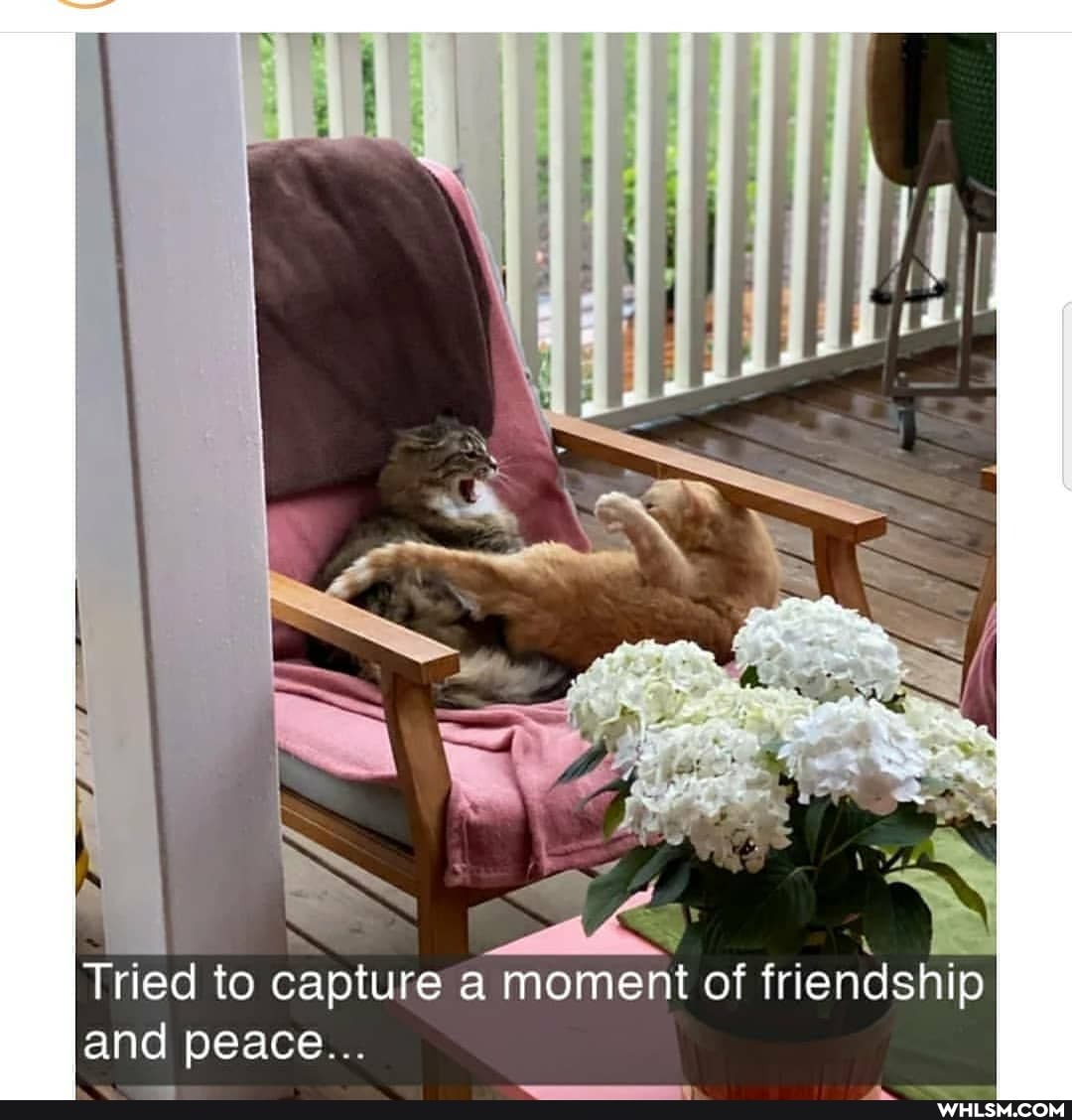 Tried to capture a moment of friendship and peace...