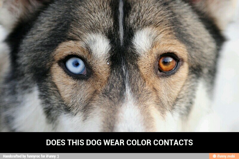DOES THIS DOG WEAR COLOR CONTACTS - DOES THIS DOG WEAR COLOR CONTACTS