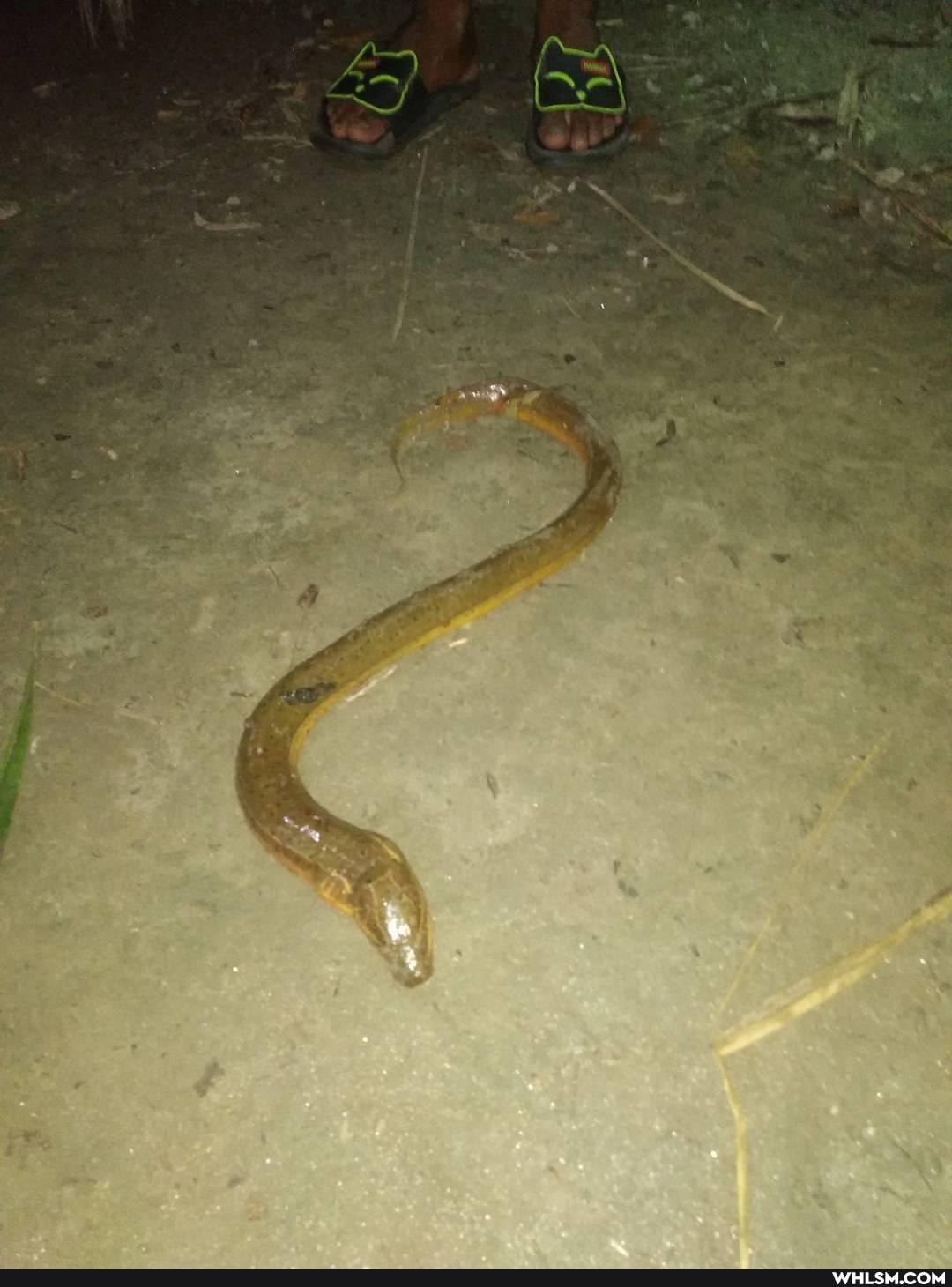bangladesh, species, monopterus, faisallutpatr