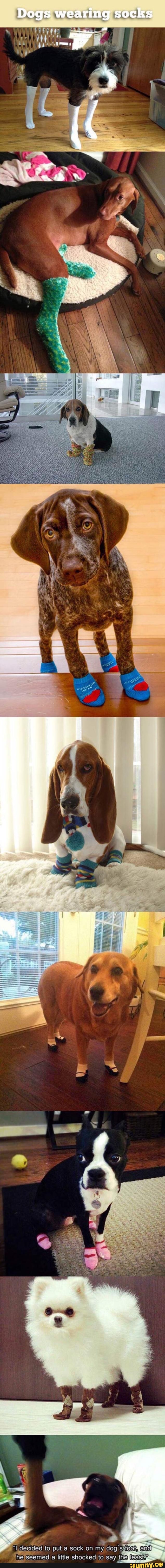 Dogs Wearing socks
fe
aF
"I,decided to put a sock on my dog sjfooty
MEd a little shocked to say thejleasttg
