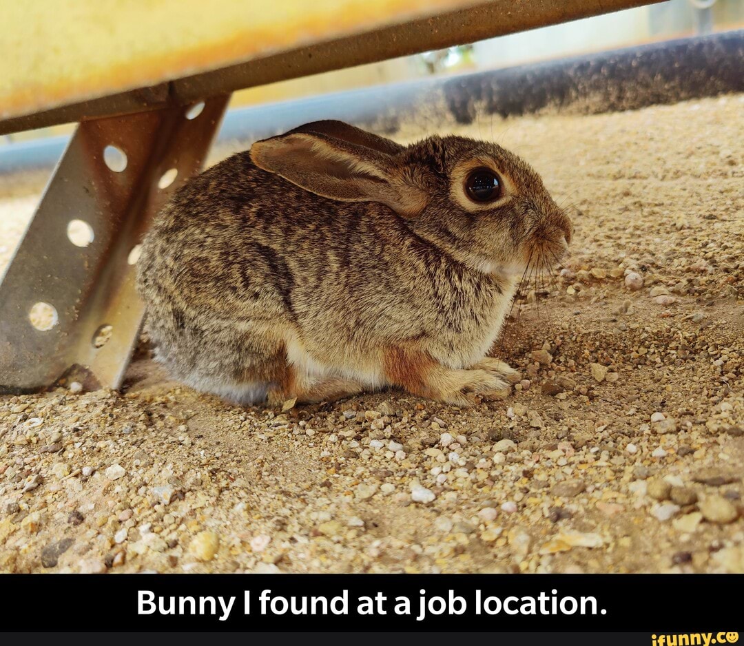Bunny I found at a job location. - Bunny I found at a job location.