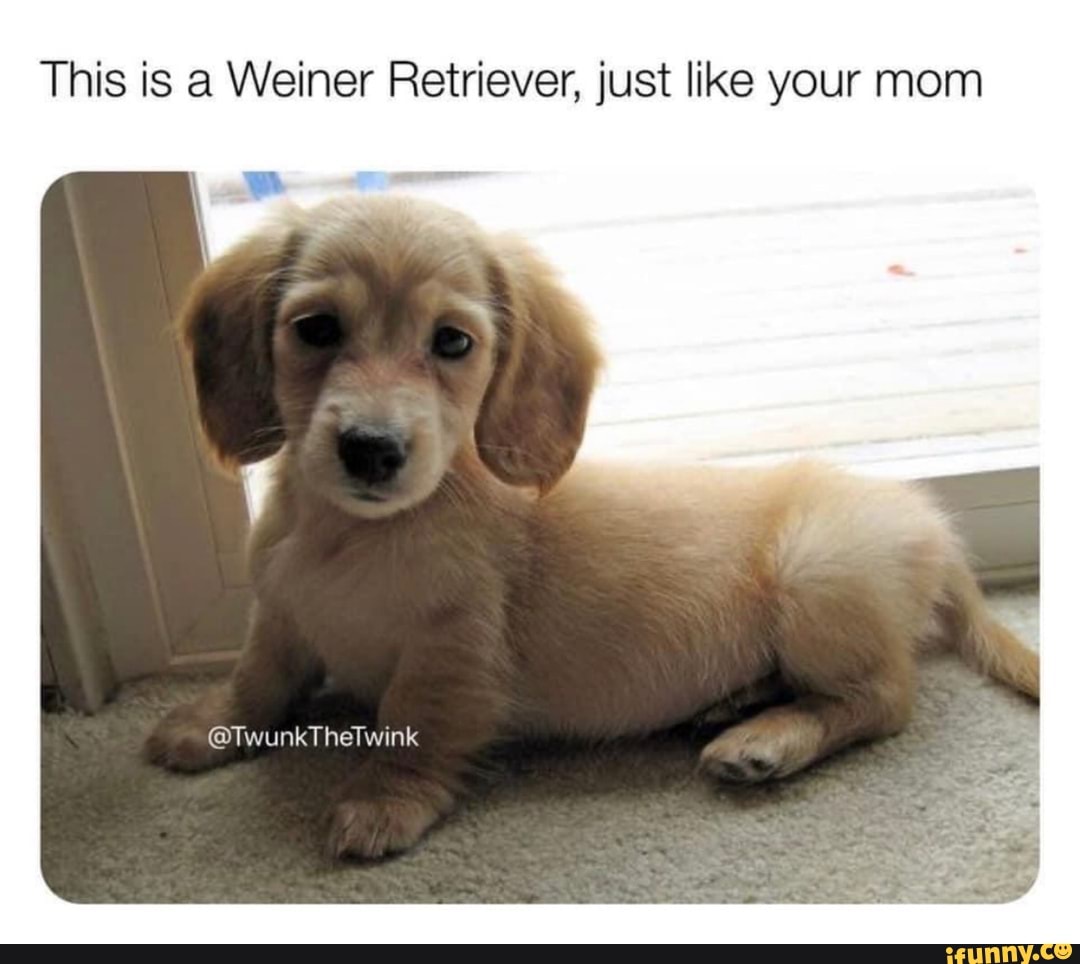 This is a Weiner Retriever, just like your mom
@TwunkTheTwink