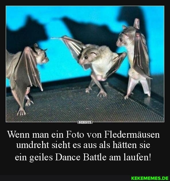 Wenn man ein Foto von Fledermäusen umdreht sieht es aus als hätten sie
ein geiles Dance Battle am laufen!