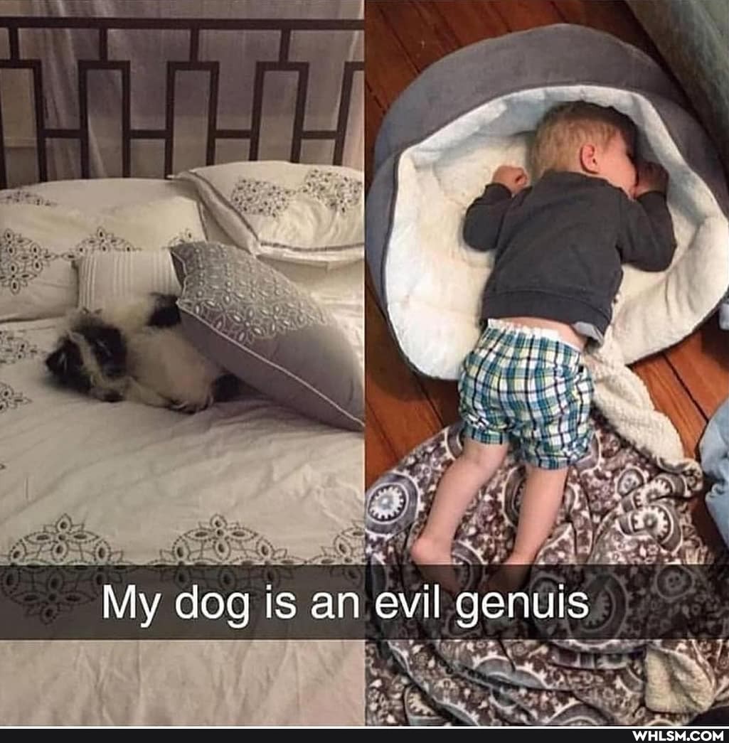 My dog is an evil genuis