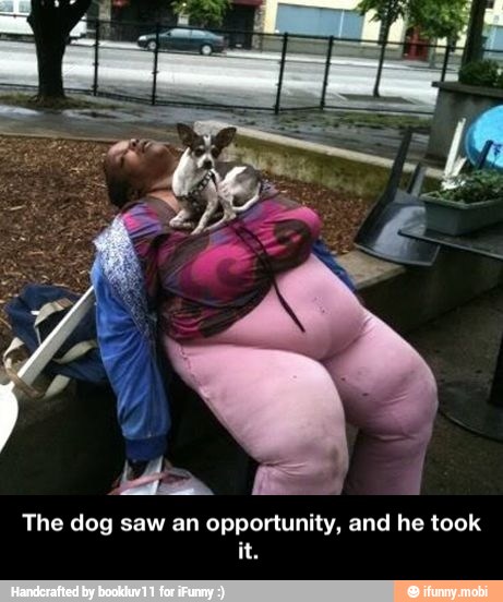 The dog saw an opportunity, and he took - The dog saw an opportunity, and he took it.