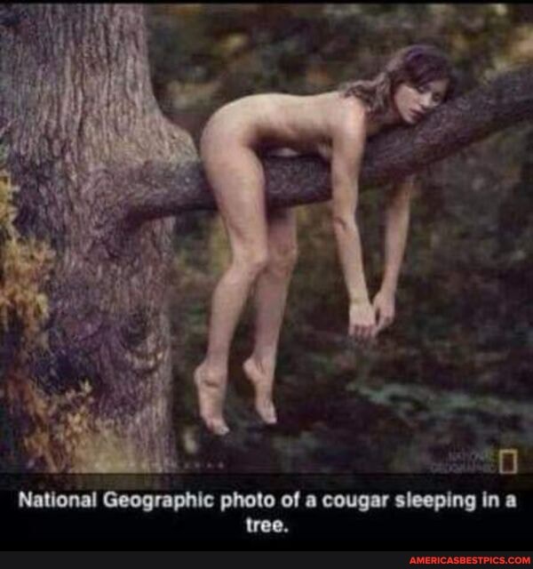 National Geographic photo of a cougar sleeping in a tree.