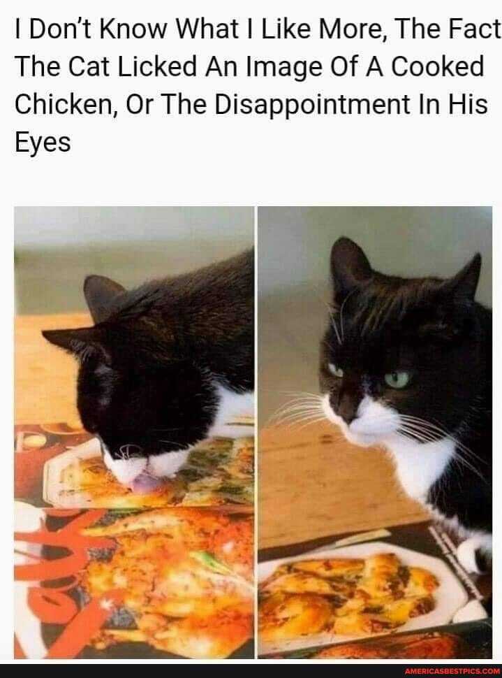 I Don't Know What I Like More, The Fact
The Cat Licked An Image Of A Cooked
Chicken, Or The Disappointment In His
Eyes
SS