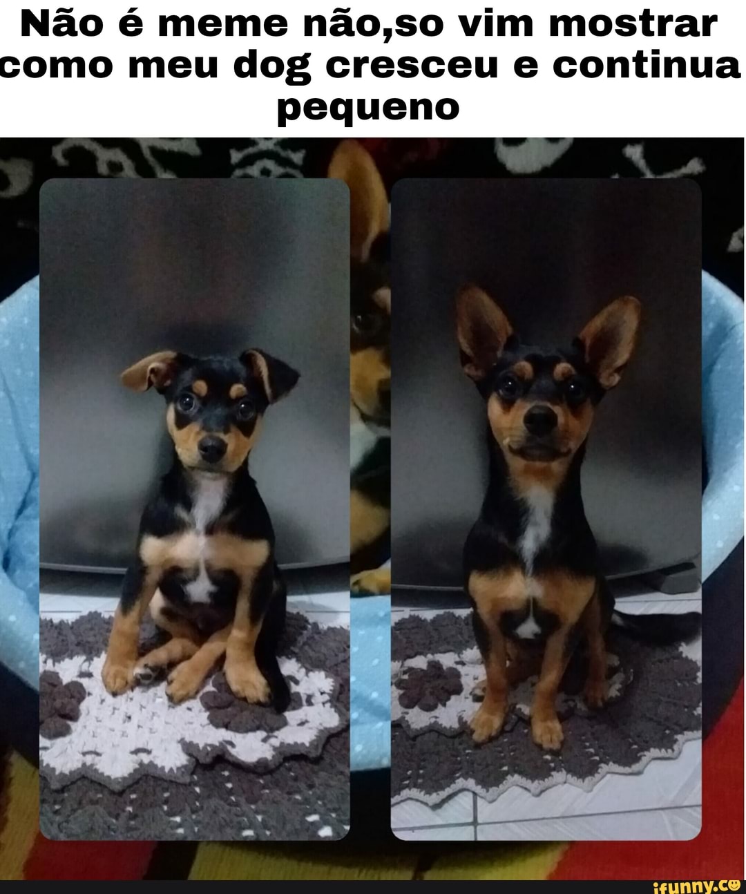 Não meme não,so vim mostrar omo meu dog cresceu continua pequeno